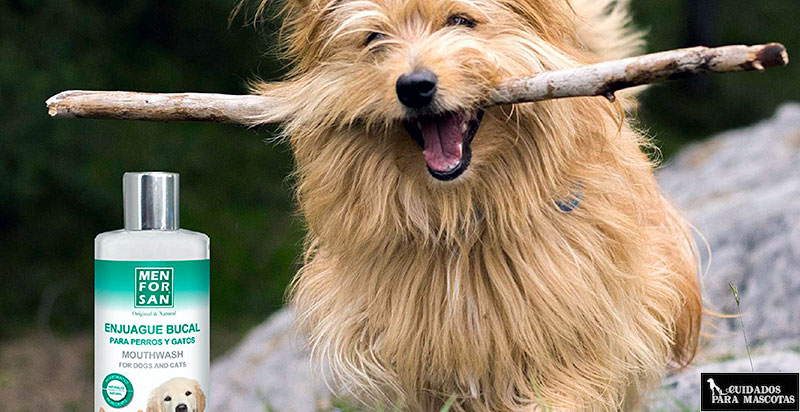 Enjuague bucal para perros adultos