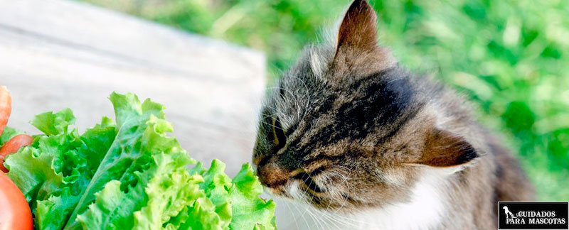 ¿Existen los gatos veganos?