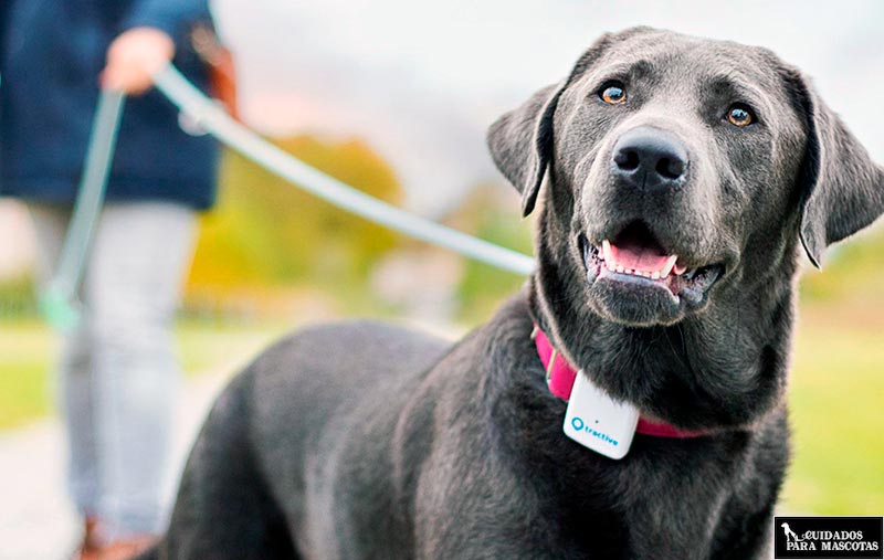 Seguimiento de perros con GPS