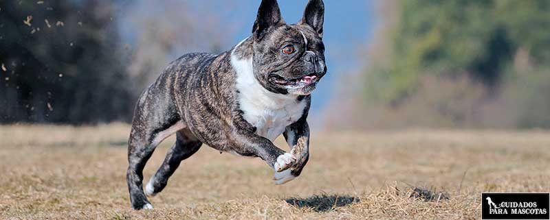 Bulldog francés ejercitándose y paseando