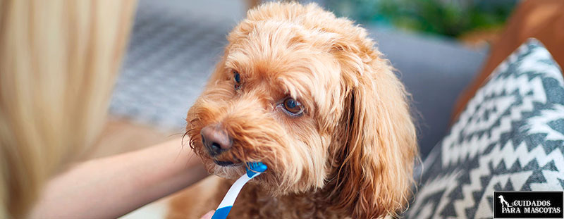 Limpiar los dientes de tu perro ayuda a prevenir la formación de sarro