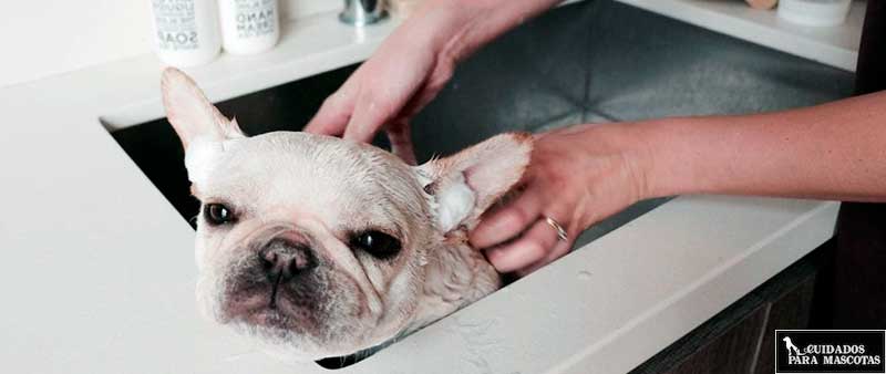 Consejos para bañar a un bulldog francés