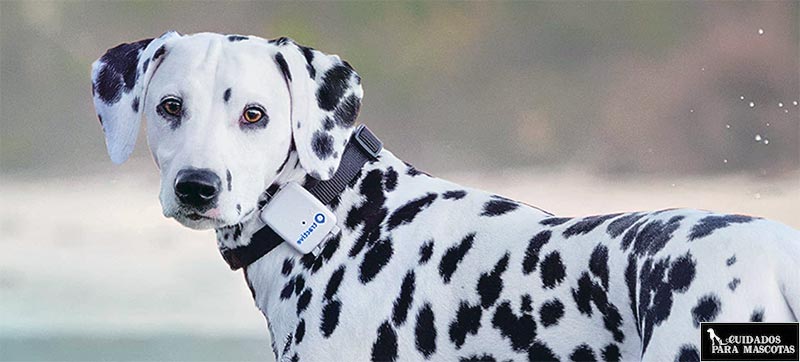Localizador GPS para perro