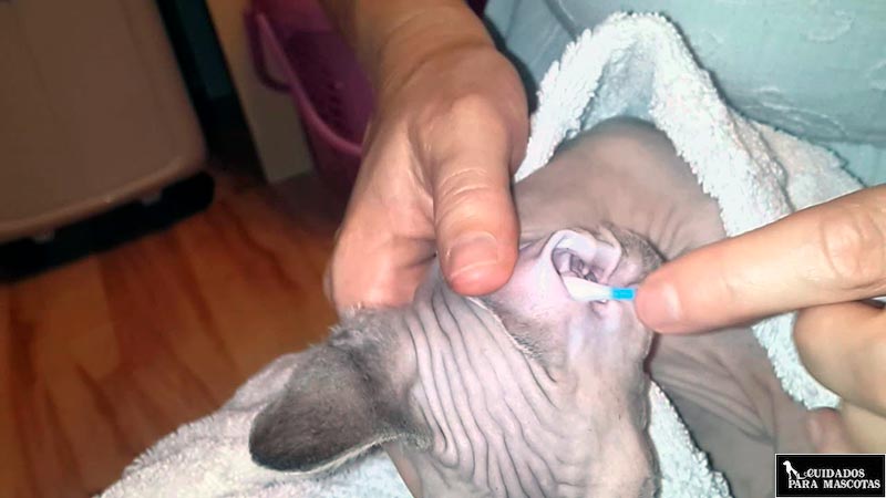 Limpia las orejas de tu gato sphynx