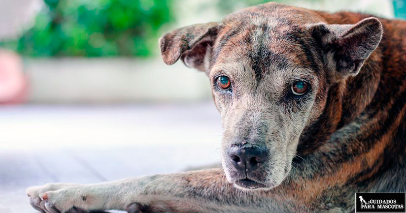 Empapadores para perros ancianos