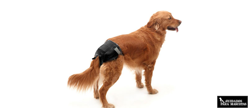 Pañales para perros