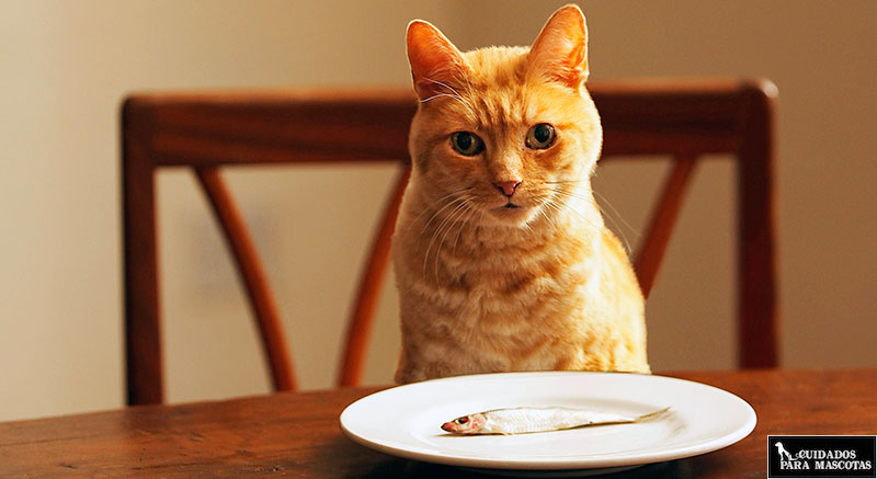 Taurina en el pescado para gatos