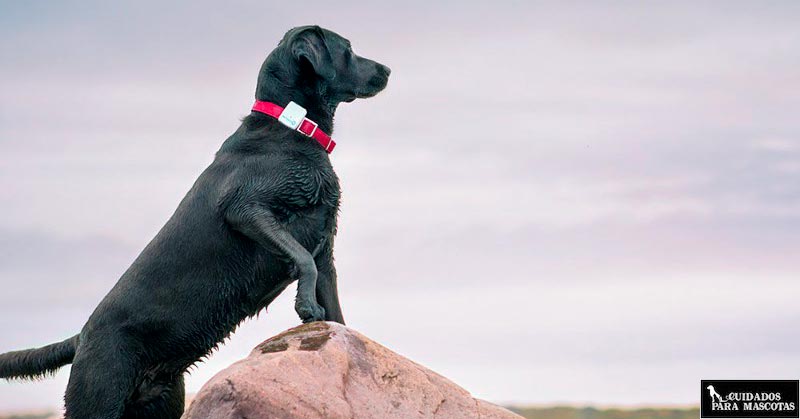 Rastreador GPS para perros