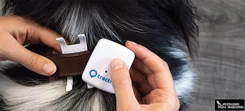 Rastreador perro GPS