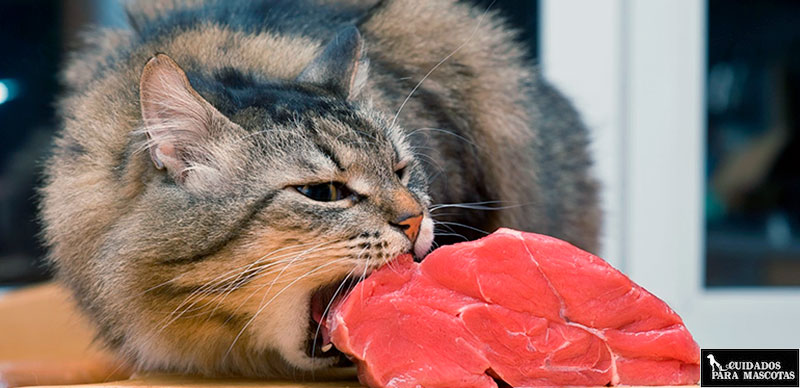 Dosis recomendada de taurina para gatos