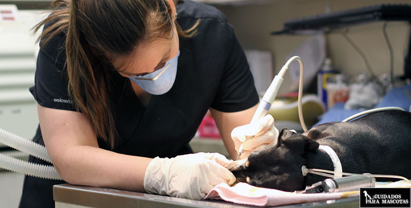 Higiene dental en el veterinario