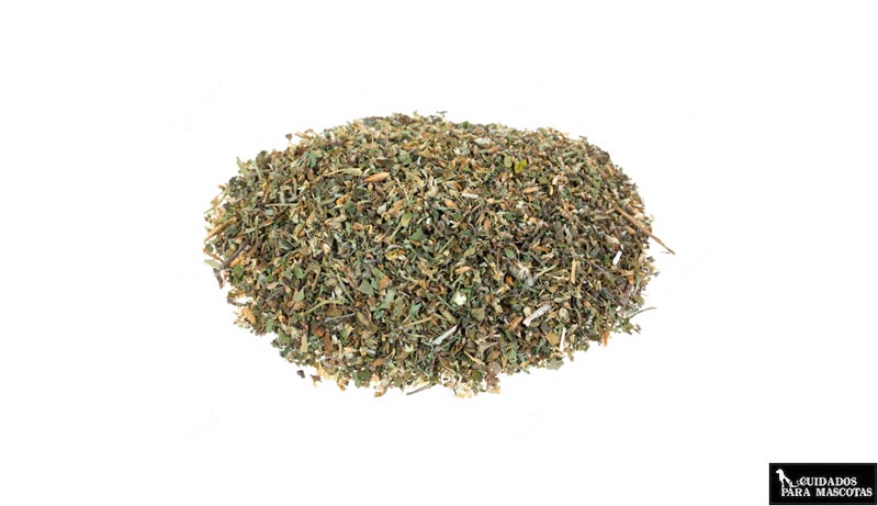 Catnip para gatos