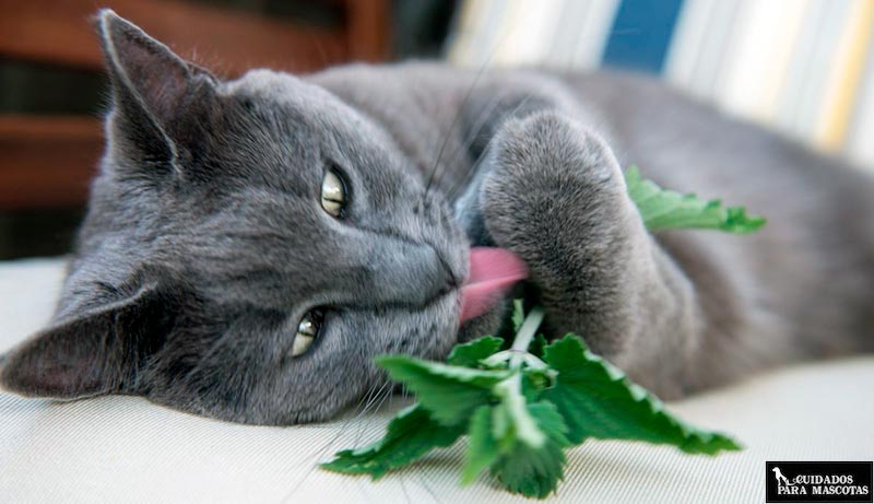 Gato con hierba gatera