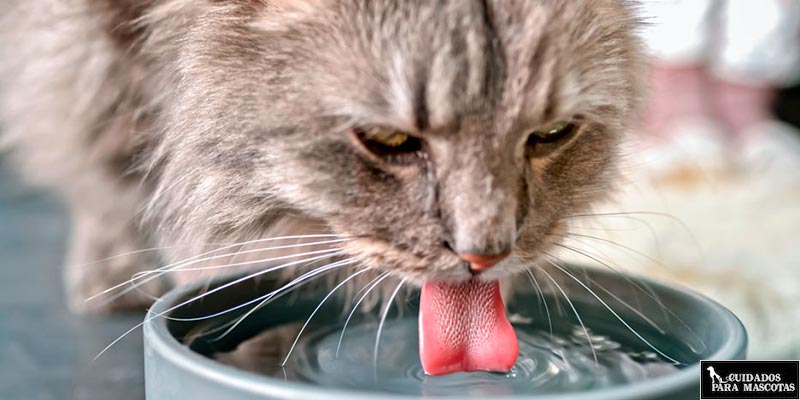 Haz que el gato beba agua antes de darle la pastilla