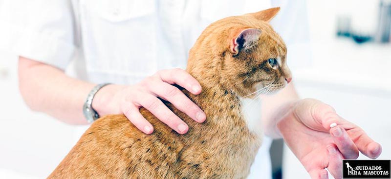 ¿Cómo dar medicina a un gato?