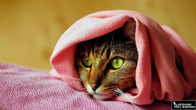 Envuelve a tu gato en una toalla