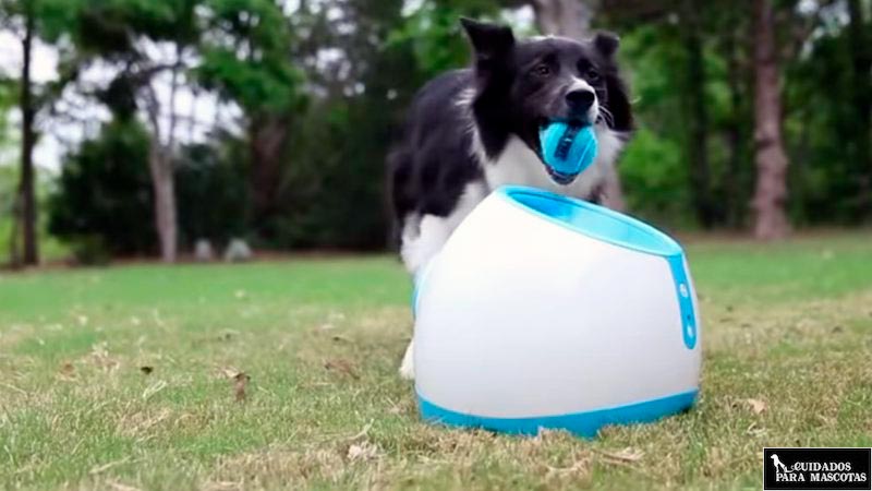 iFetch Too, para perros grandes