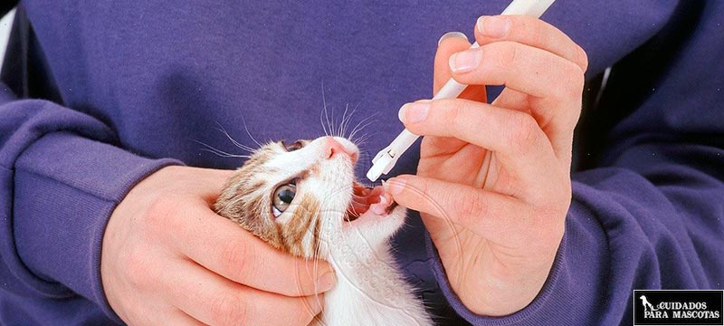 Administra la medicina tu gato con una jeringuilla de silicona