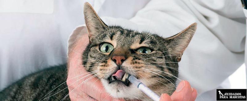 Medicinas líquidas para tu gato