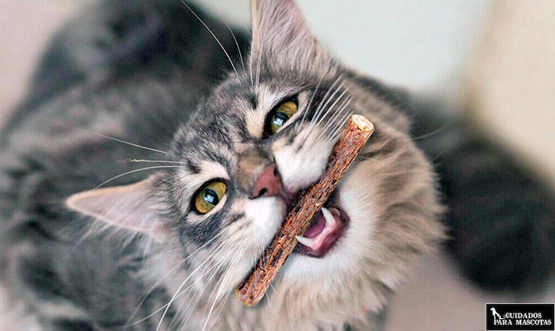 Matatabi, una alternativa al catnip