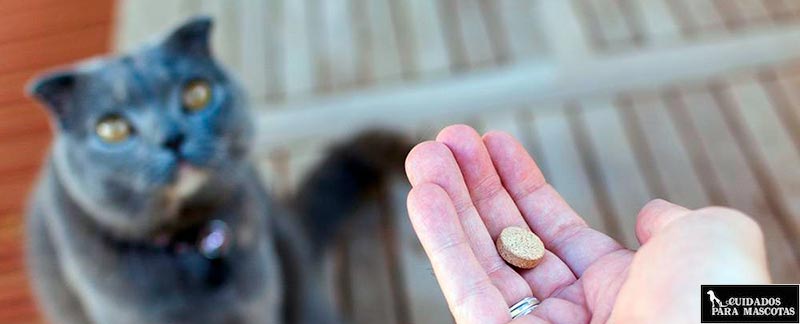 Como dar pastilla a un gato