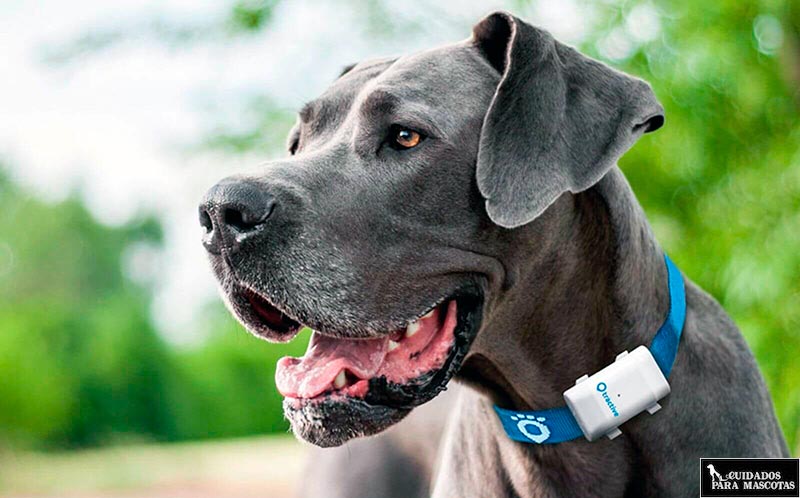 Tractive GPS para Perro