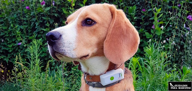 Localizador GPS Weenect