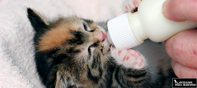 moral científico Sucio Es malo dar leche a un gatito que he encontrado en la calle?