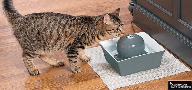 Fomenta que tu gato beba agua con una fuente