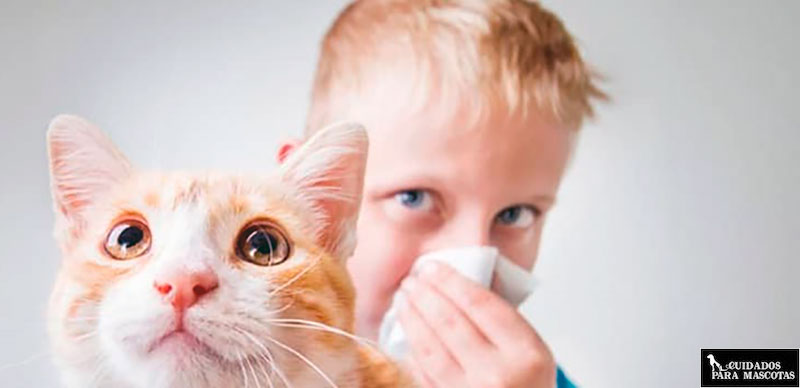 Vetriderm y otros cinco trucos para alergia a los gatos