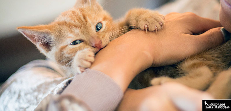 Los gatitos muerden las manos y los pies para jugar