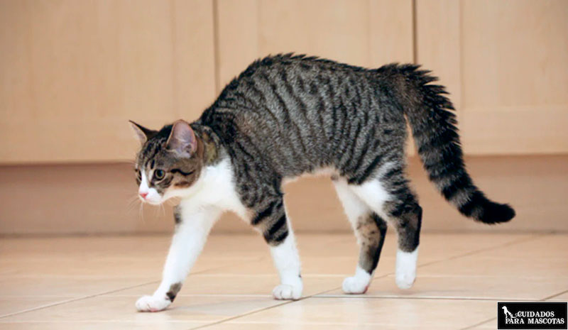 Gato enfadado