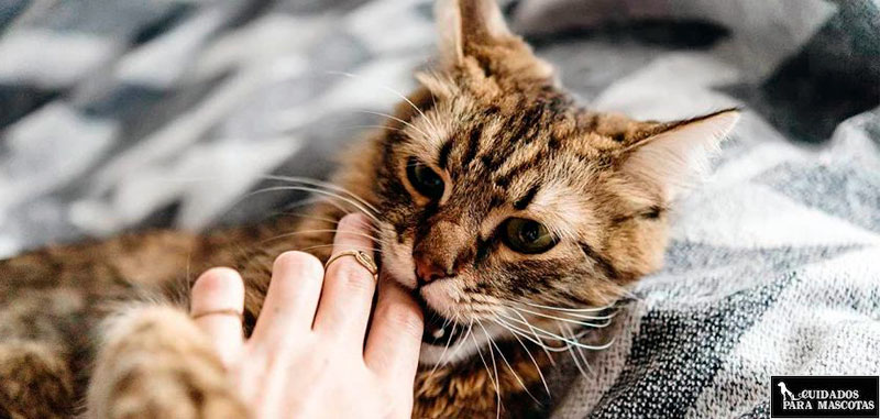 Evita que tu gato te muerda o te arañe