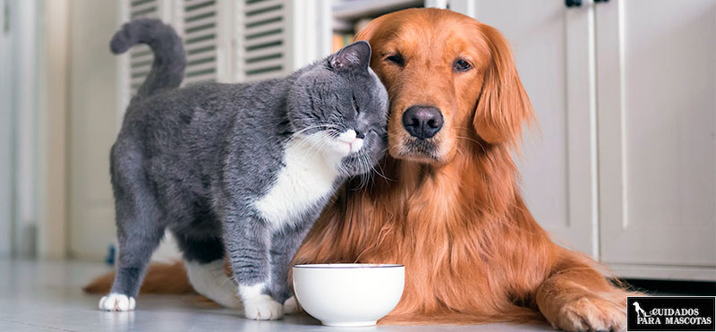 Pienso vegano para gatos