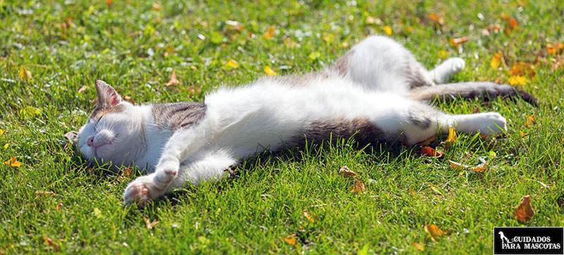 Trucos para reducir el calor que pasan tus gatos en verano