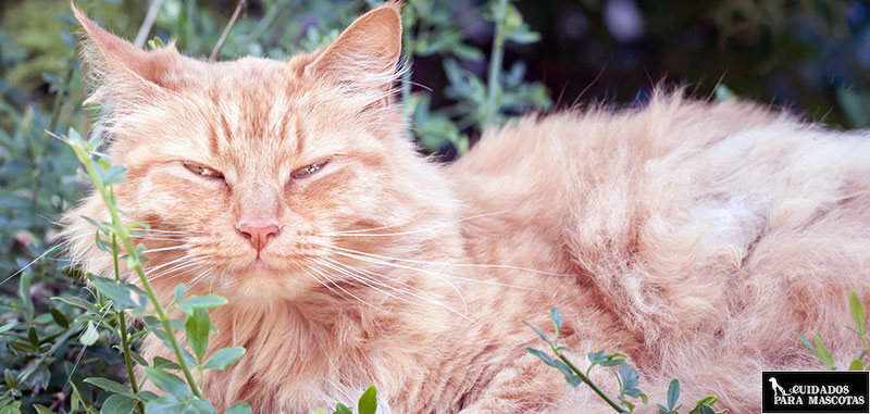 Agresividad en gatos ancianos o senior