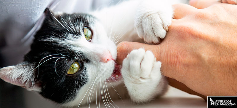 Love Bites