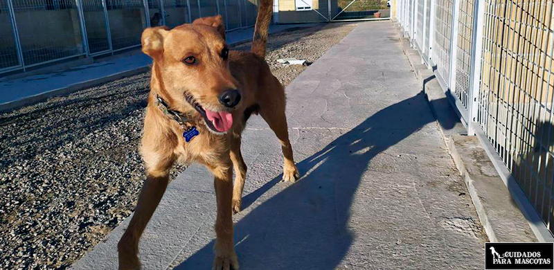 Ayuda a que tu perro adoptado se adapte mejor