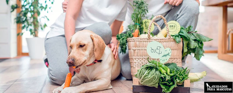 ¿Es bueno darle pienso vegano a tu perro?