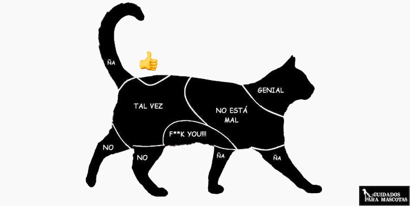 Acaricia a tu gato en estas zonas