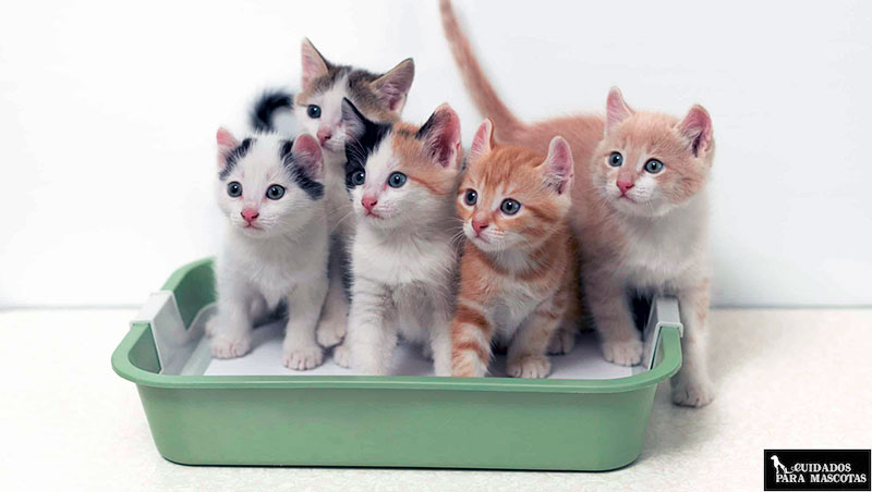 Tipos de arena para gatos