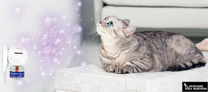 Feliway Optimum para tu gato
