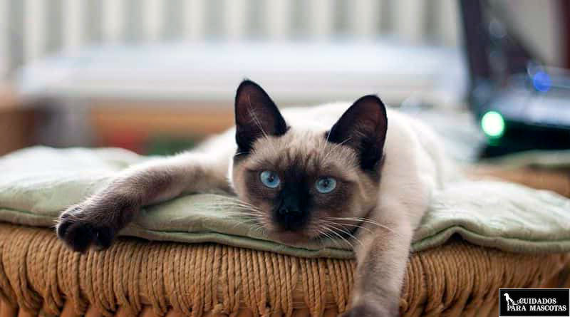 Tristeza a causa de las bolas de pelo en gatos