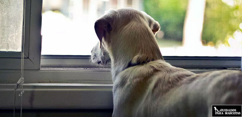 Cuida a tu perro durante el confinamiento