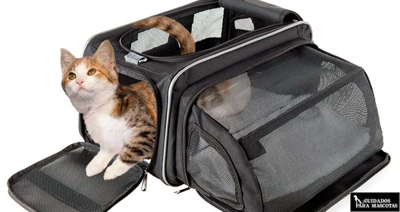 Empapadores para el transportin