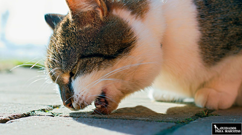 Vómitos por bolas de pelo en gatos