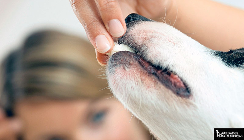 Los mejores snacks de carne seca para perros
