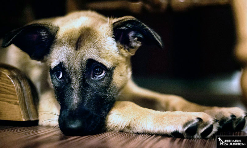 Así puedes saber si tu perro pasa frío