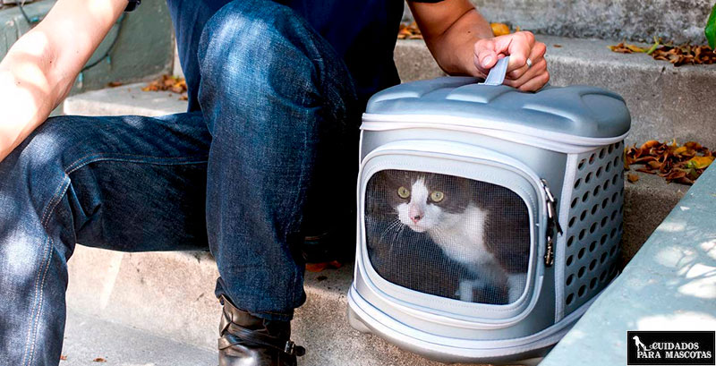 Transportín para evitar que tu gato vomite en el coche