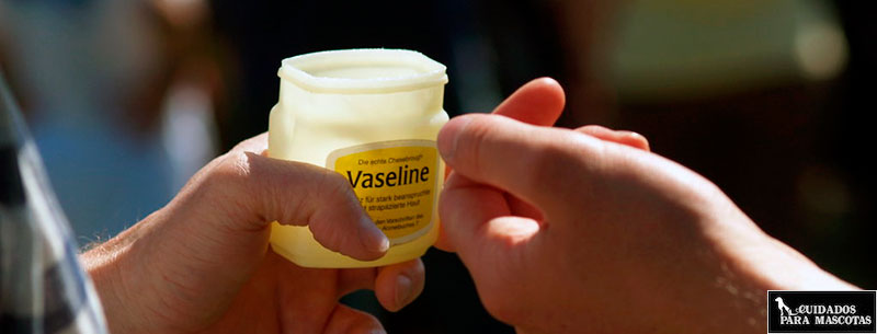 Vaselina para expulsar las bolas de pelo